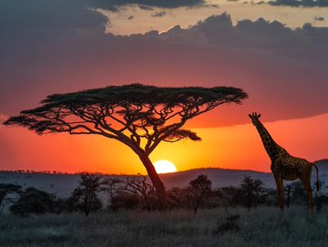 east_facts's tweet photo. IMAGES: Sunset in Serengeti National Park, Tanzania https://t.co/3gHws3a8nH