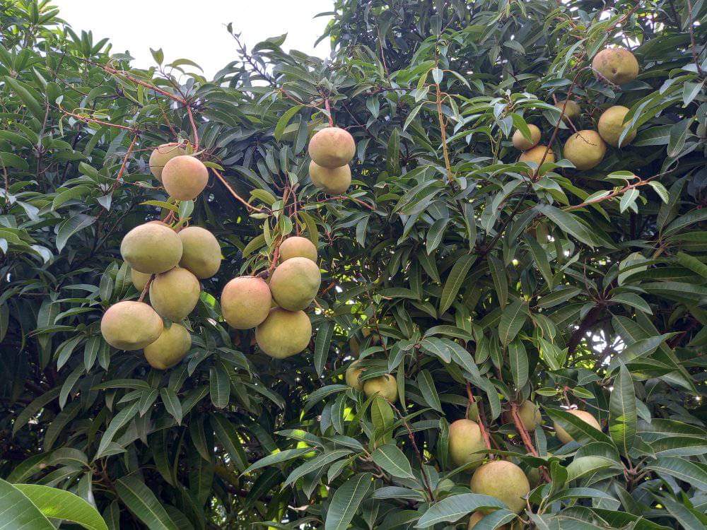 usman_surur's tweet photo. የክልላችን ህዝብ ከድህነት ማሻገሪያው ለአንድ ቤተሰብ 100 የፍራፍሬ ማልማት የ30:40:30 ፕሮጀክት በይፋ ተጀመረ። ፋይዳው ዘርፈ ብዙ ነው። የስነ-ምግብና የስርአተ ምግብ ዋስትና፣ የአየር ንብረት ለውጥንና ዘላቂ እድገትን ያሳካል https://t.co/cmaTUxNvIk