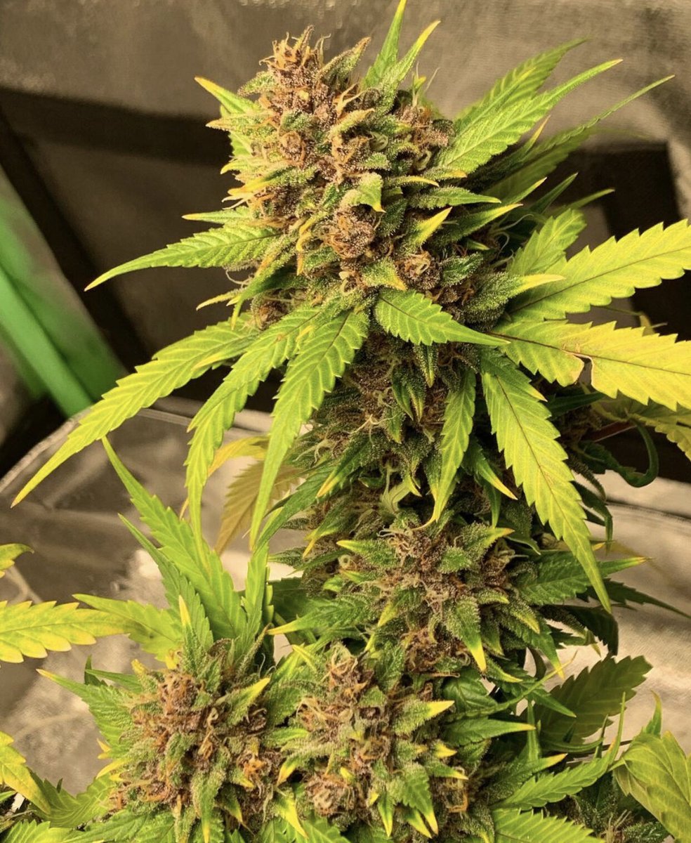 Introducing the infamous Purple Kush Auto! 💜

This strain is a hybrid, with a makeup of 70% Indica, 20% Sativa, and 10% Ruderalis. 👍 The plant has an interesting scent profile, with notes of berry, pepper, and sandalwood. Great job, @thegrowwtent! 🌼