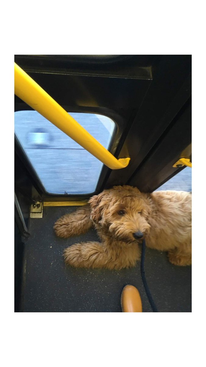 TranspoChoices's tweet photo. "For years, I commuted downtown with my pup, Ranger, on @kcmetrobus's 63X or 64X. Every time those doors swung open, we found not only a ride, but warm greetings made me feel welcomed, calm, and safe—and always made Ranger's tail wag." — Danica R. #TransitOperatorAppreciationDay https://t.co/Xz9IoopriO