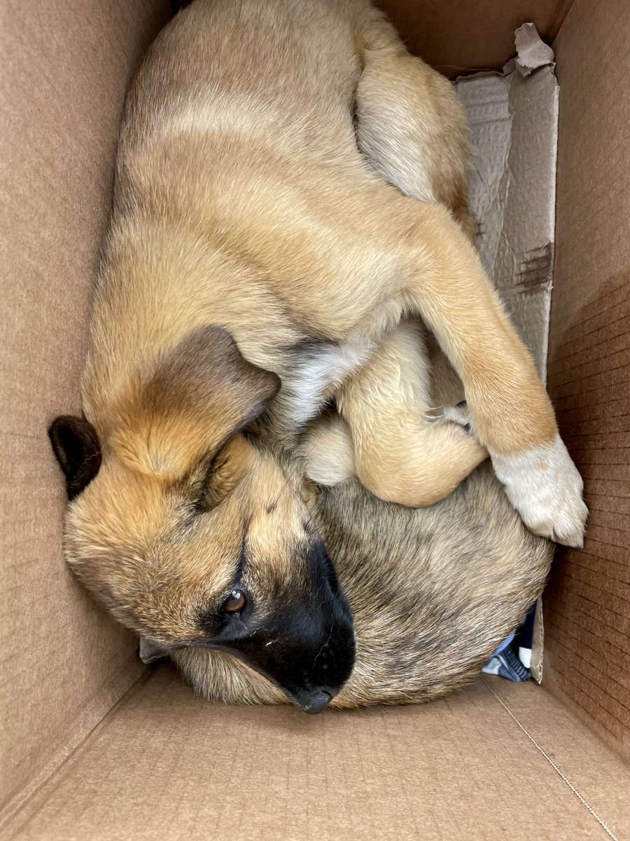 LorenaMHurtado's tweet photo. Los traen a esterilizar en el mismo cartón en el que los encontraron abandonados. Qué difícil es encontrar empatía en personas que no entienden que son seres sintientes. Al menos fueron rescatados, necesitan un hogar cómo encontrar hogar para tanto animalito? 💔
@FundacionRevida https://t.co/mGHKRBczP3
