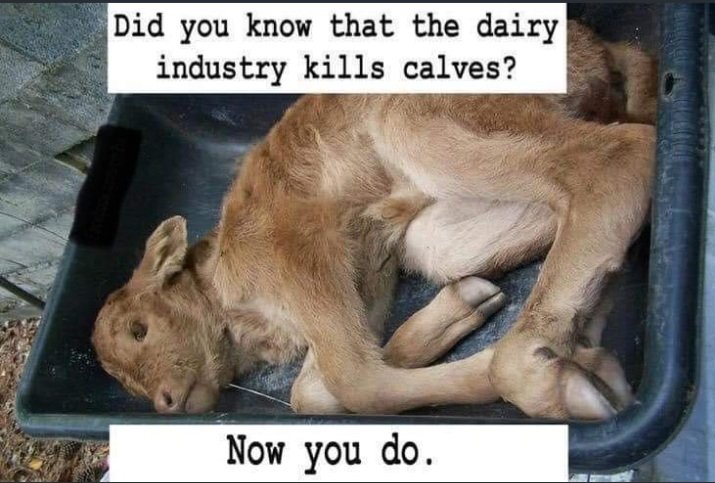 ElsaC76's tweet photo. Did you know that the dairy industry  kills calves?

Now you do. 💔
Please Go #Vegan for them 👇 https://t.co/8PGnRF6mYc