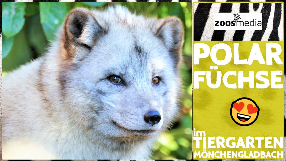 zoosmedia's tweet photo. Schauen wir heute, an diesem #ThrowbackThursday mal rund ein Jahr zurück als die Polarfüchse im Tiergarten Mönchengladbach ankamen: 

▷ https://t.co/TLmsdy2Ewt

#polarfuechse #tiergartenmoenchengladbach #edukation #zoos #fuechse #enrichment #moenchengladbach #zoosmatter 🦓 https://t.co/PvlND5YDrn