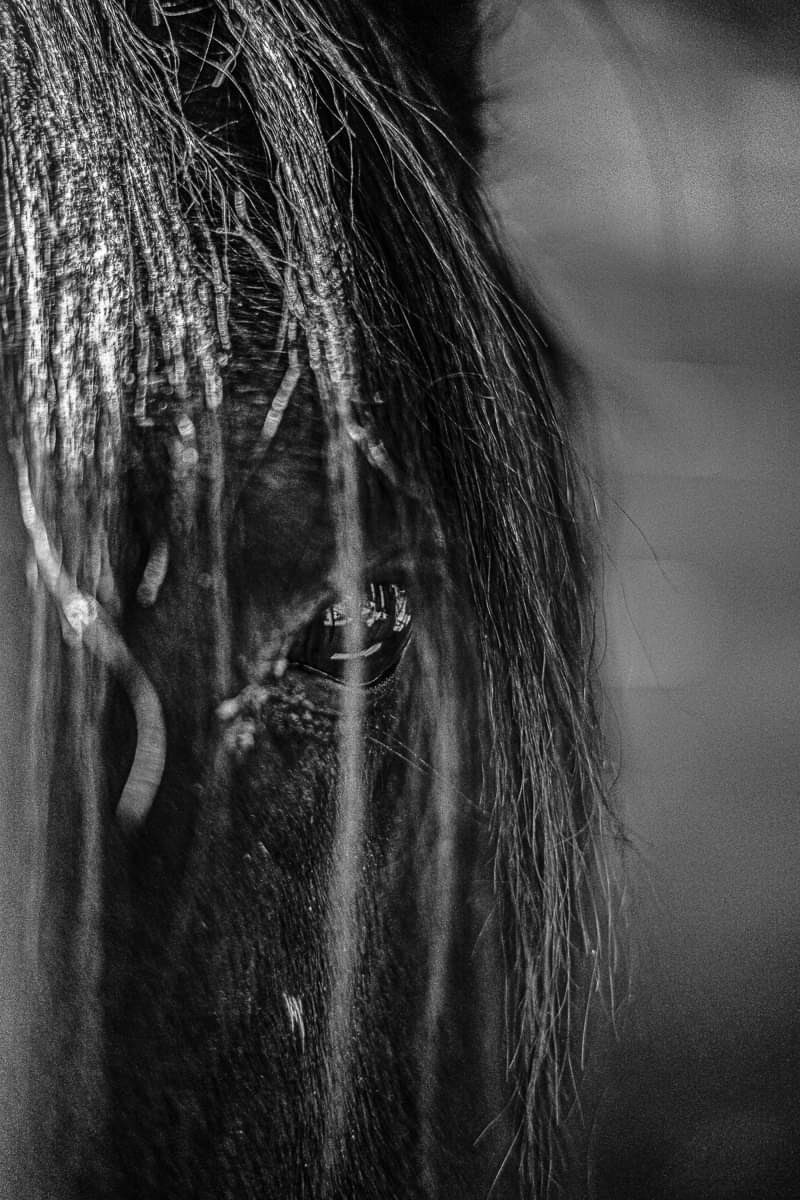 Horse portraits this month for a local rescue. #AdoptDontShop