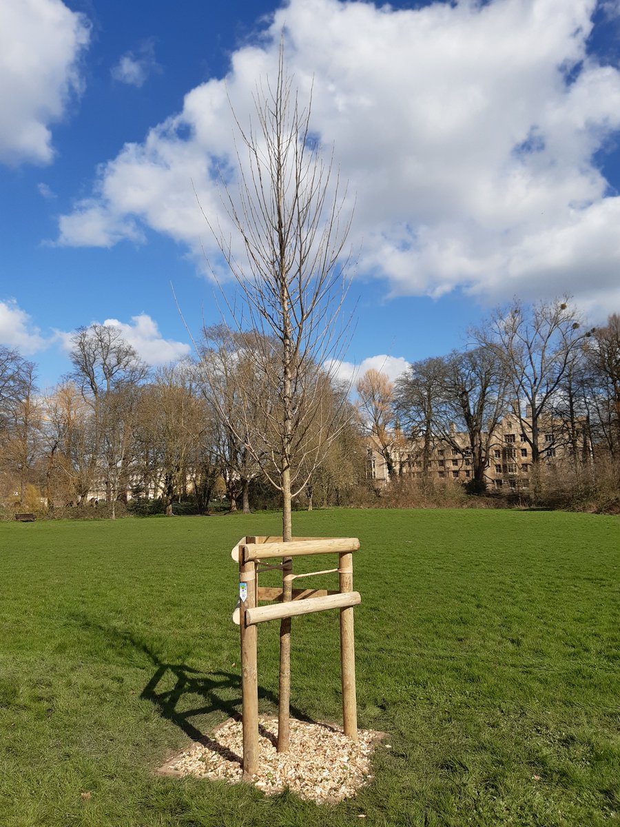 A 'New Horizon' elm #tree was planted for the #QueensGreenCanopy initiative, helping to grow our #UrbanForest & honour Her Majesty's 70 year's of service.

Many thanks to all involved and everyone that came out to join in.

#CamTrees #UrbanForestFriday #PlantATreeForTheJubilee