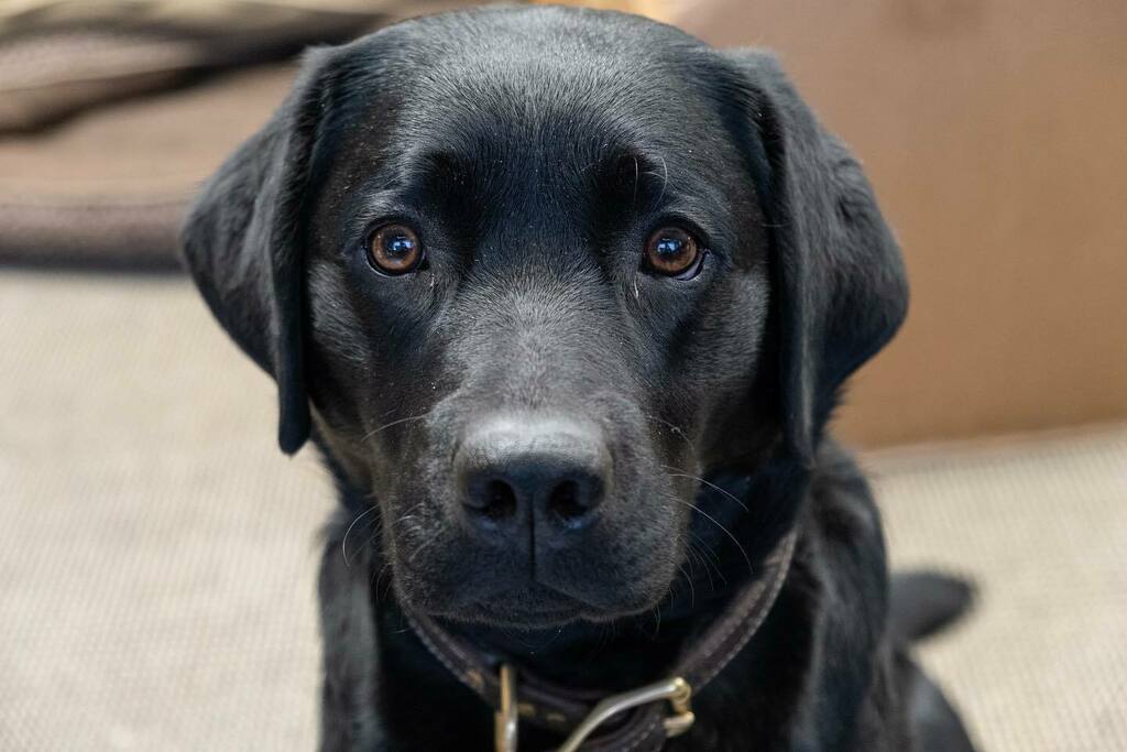 Hopper Dog!
.
.
#shopdog #montana #flyfishingdog instagr.am/p/CbQFRCDLrC_/