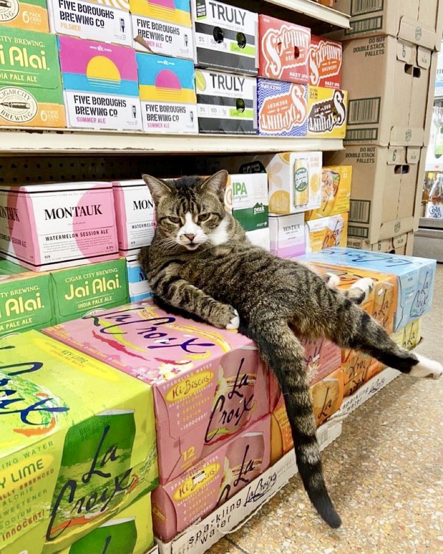 Bodega Cats tweet media
