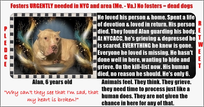 pfeifferpack's tweet photo. 3/18/22 NYCACC noonish EST: Buckle up, long list. EVERY RT might lead to saving them. Dz on kill list for this wk (Sat. next kill day). No word on BIG POPPA who is listed as EUTH order. Pledges low on new &amp; need for all @TomJumboGrumbo Fosters needed  @plbdkb69
 ALAN human died https://t.co/XFHjA2TrwT
