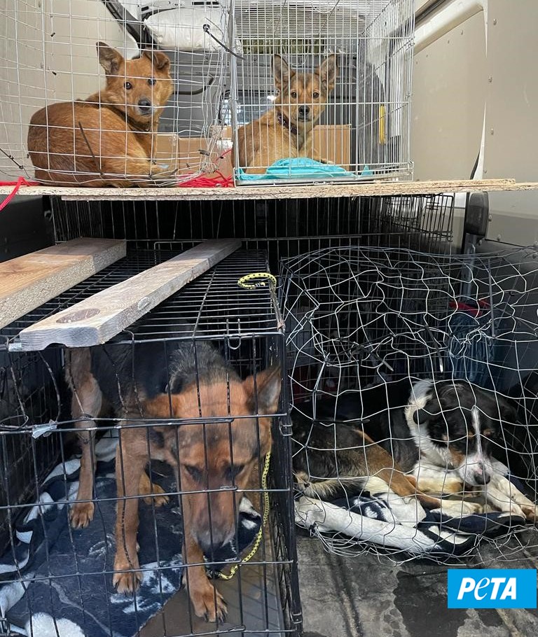 PETAUK's tweet photo. UPDATE 🇺🇦:
#Kharkiv has been heavily bombed for days, so it has been a priority for the rescue team to get as many animals to safety as possible. @PETADeutschland managed to transport over 100 of them to Poland! Read more: https://t.co/2HXZRtHlUO https://t.co/K16opmTUHO