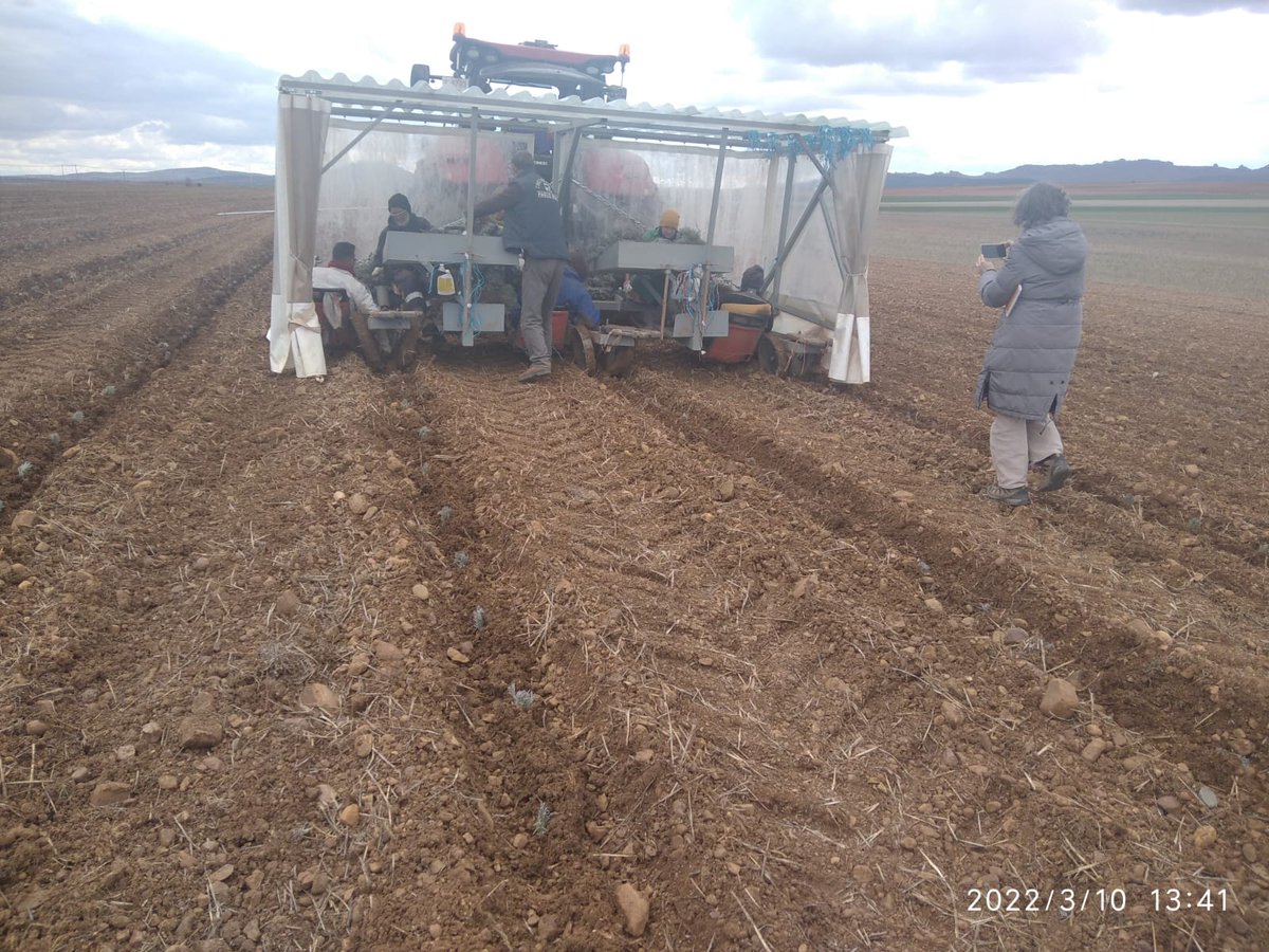CITAAragon's tweet photo. 👨‍🌾👩‍🌾Encuentro técnico entre agricultores en la Destilería Aromáticas del Piedra dentro de las actividades del proyecto #FoRuO @CTPPOCTEFA que lidera en el CITA @JulyNavarroRo, investigadora del Departamento de Ciencia Vegetal.
#formación #aromáticas #lavandín #investigación https://t.co/1iW9N8yY2G