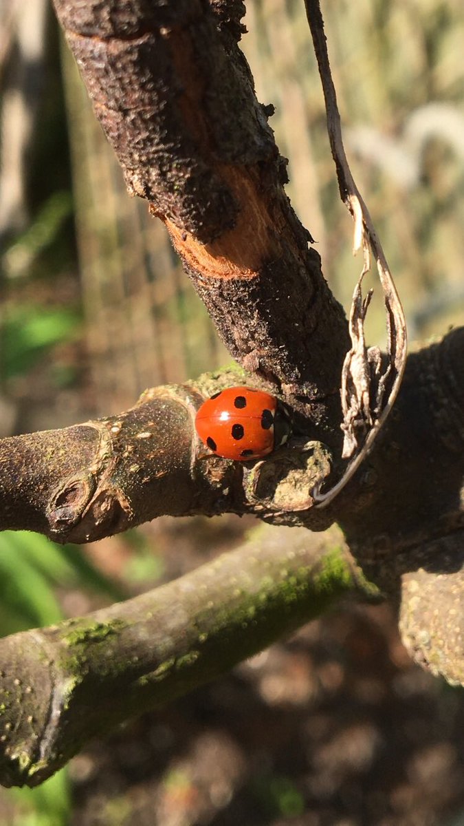This ladybird ❤️ Spring . Finnish poem by #eevakilpi (free translation) “Life is unpredictable. At any time something good can happen” #gardening #Friday #Yorkshire #selfcare #spring #counselling #counsellor
