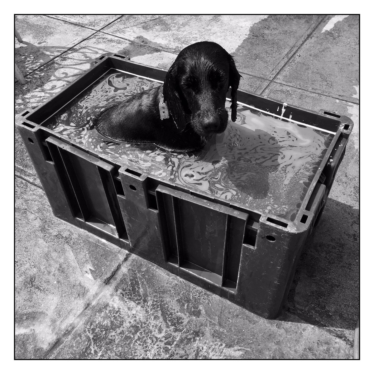 ari3lgl1990's tweet photo. En la piscina
#perro #luccas #baño #sol #blancoynegro https://t.co/f6irTdQYKx