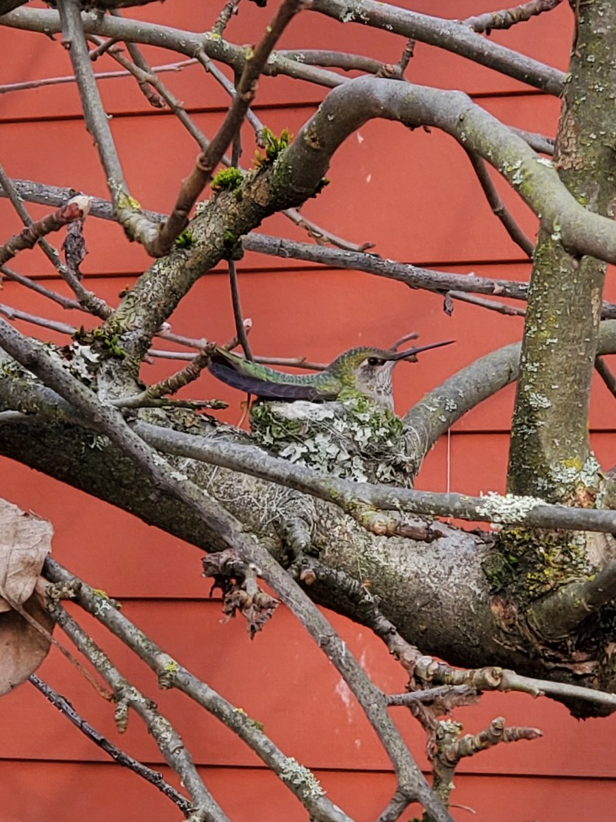 sera_oh_hui's tweet photo. Thinking with our new neighbor! What an unexpected encounter! What brought you here to build a nest on the busy apple tree our children are climbing daily? 
@leighkwn
#EarlyChildhoodEducation #ECPN #Commonworlds #multispecies #hummingbirds #birds #urbanlearning #vancouverbc https://t.co/fqXIw5wTav