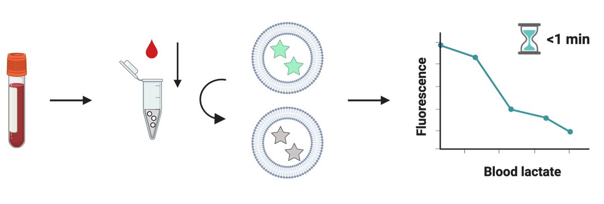 Very glad to see our new paper with Dave Mooney out in <a href="/Biomaterials_/">Biomaterials</a>! We tested our liposomal lactate assay in fresh capillary blood in an IRB-approved study. So grateful to be translating this technology with <a href="/wyssinstitute/">Wyss Institute</a> <a href="/qrushdy/">Rushdy Ahmad, PhD</a> <a href="/davidlevinemd/">David Levine</a> sciencedirect.com/science/articl…