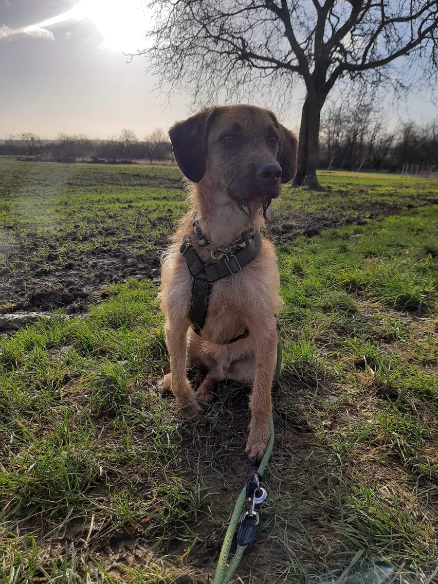 LASAnimal's tweet photo. #JORDAN adoptado en Alemania por una familia española, por problemas personales no le pueden seguir cuidando. Necesitamos encontrar una familia para él a ser posible en Alemania, si alguien le adopta en España lo traemos
✍️📧👇
adopcion.lasanimal@gmail.com https://t.co/RuEQPmpU3r