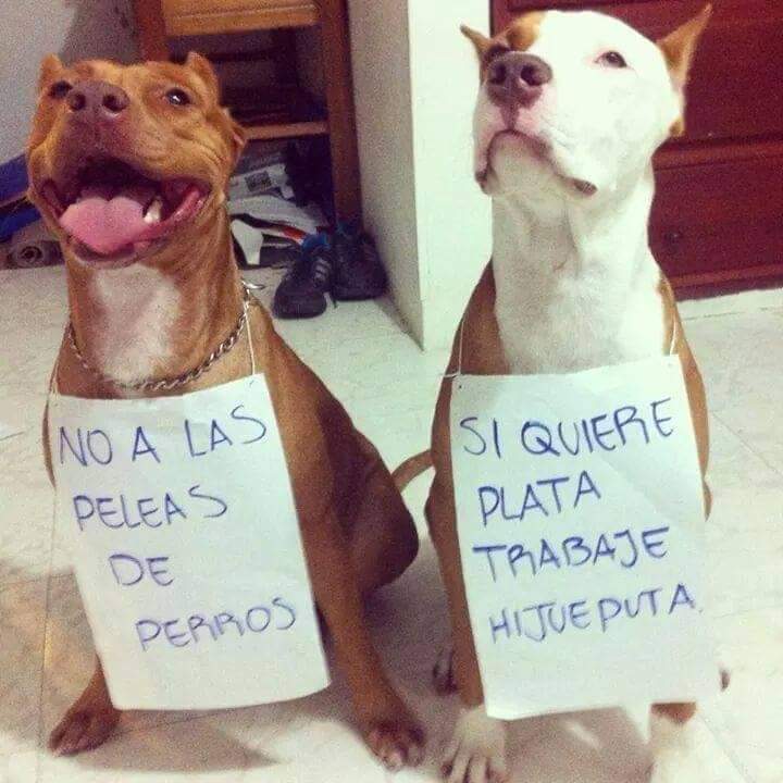 Por supuesto que estoy de acuerdo 👌🏻💯🙏🏻❤️🐶