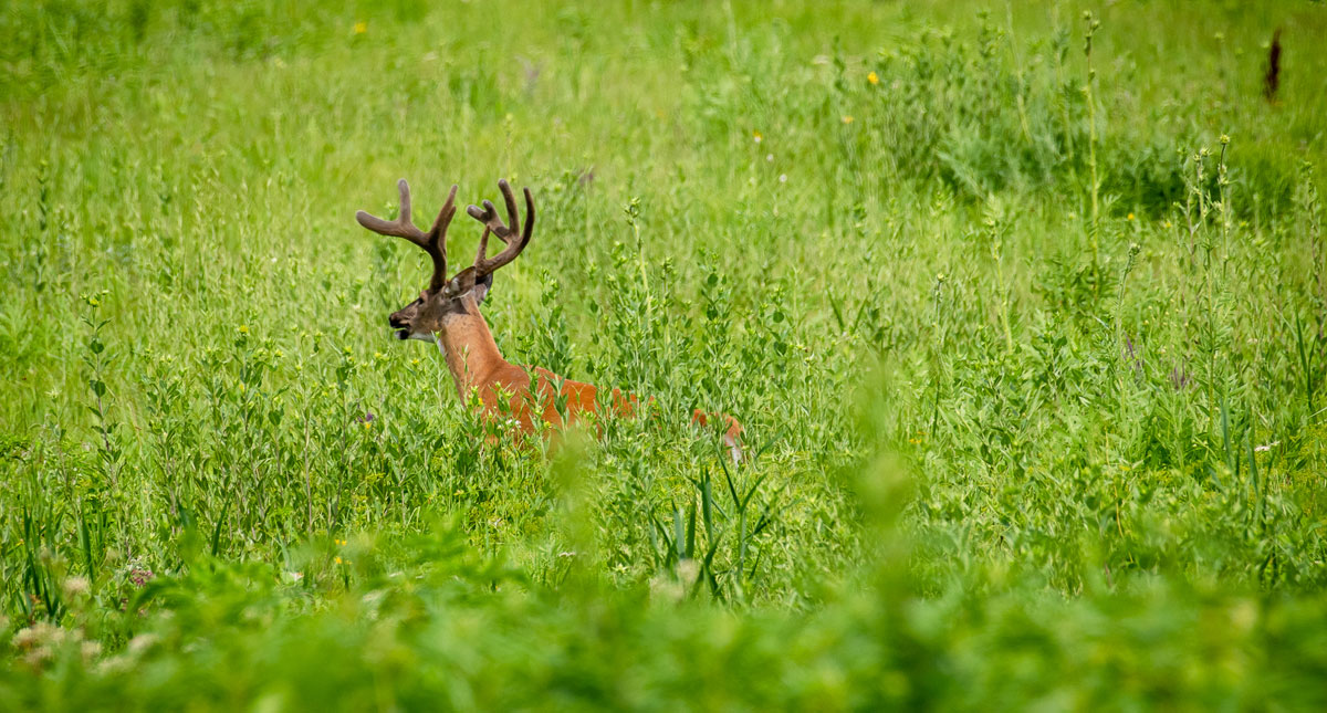 pheasants4ever's tweet photo. Check out this podcast from @MeatEaterTV's Mark Kenyon featuring Bethany Erb, PF &amp; @quail4ever's director of government affairs, discussing the threats facing our grasslands &amp; the importance of the North American Grasslands Conservation Act https://t.co/DCyQOZigxb
📷 @marissa_neb https://t.co/Pqwsk08iUO
