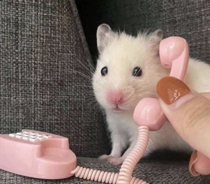 Jane_Doe82's tweet image. “Yes, this is hamster”