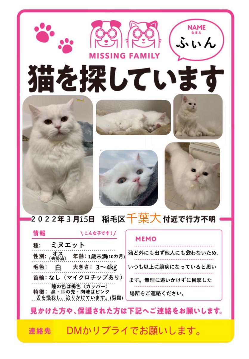wasizu7masahiko's tweet photo. @lost_cat_fyn 🔶#拡散希望🔶
よろしくお願いします😺🙏#迷子猫
❇️名前『ふぃん😼ちゃん』
⭕オス♂去勢済
⭕#ミヌエット
⭕手足短い😳
⭕ふさふさ尻尾
⭕臆病(>_<)
⭕マイクロチップあり📡
⭕#千葉市稲毛区弥生町１丁目 #千葉大学 付近～迷子😢
⭕令和4年3月15日以降行方不明😭
#どんな些細な情報でもお願いします🙏 https://t.co/ldKSEQVtsJ