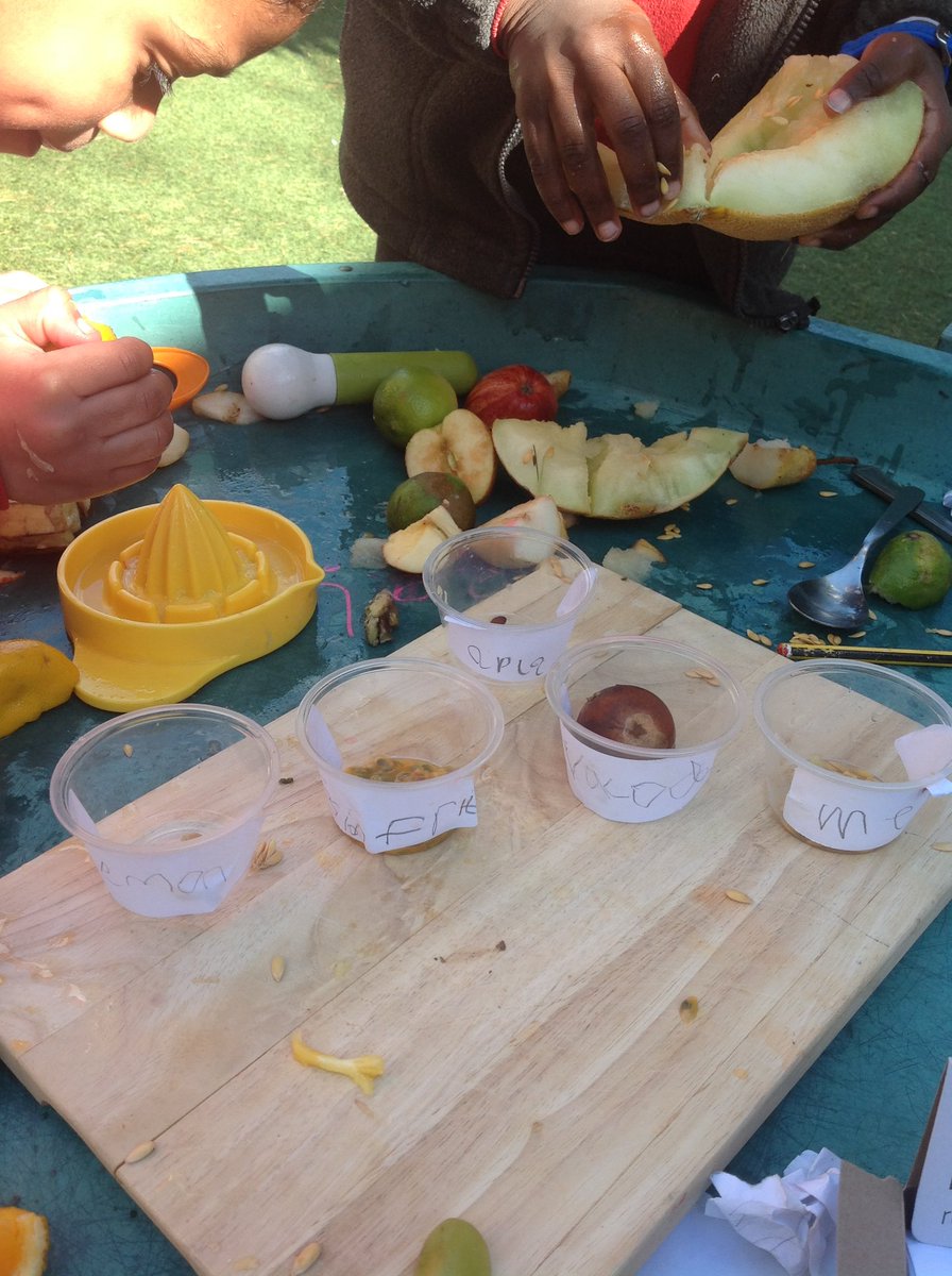 CavershamRecep's tweet image. Seed exploration in the garden! Lots of talk of why we need seeds for the reproduction of plants and what they look like. #eyfsoutdoorlearning #eyfsfinemotor it also led to potion making of course! Mrs Hutchison was turned into a toad, camel and an elephant!