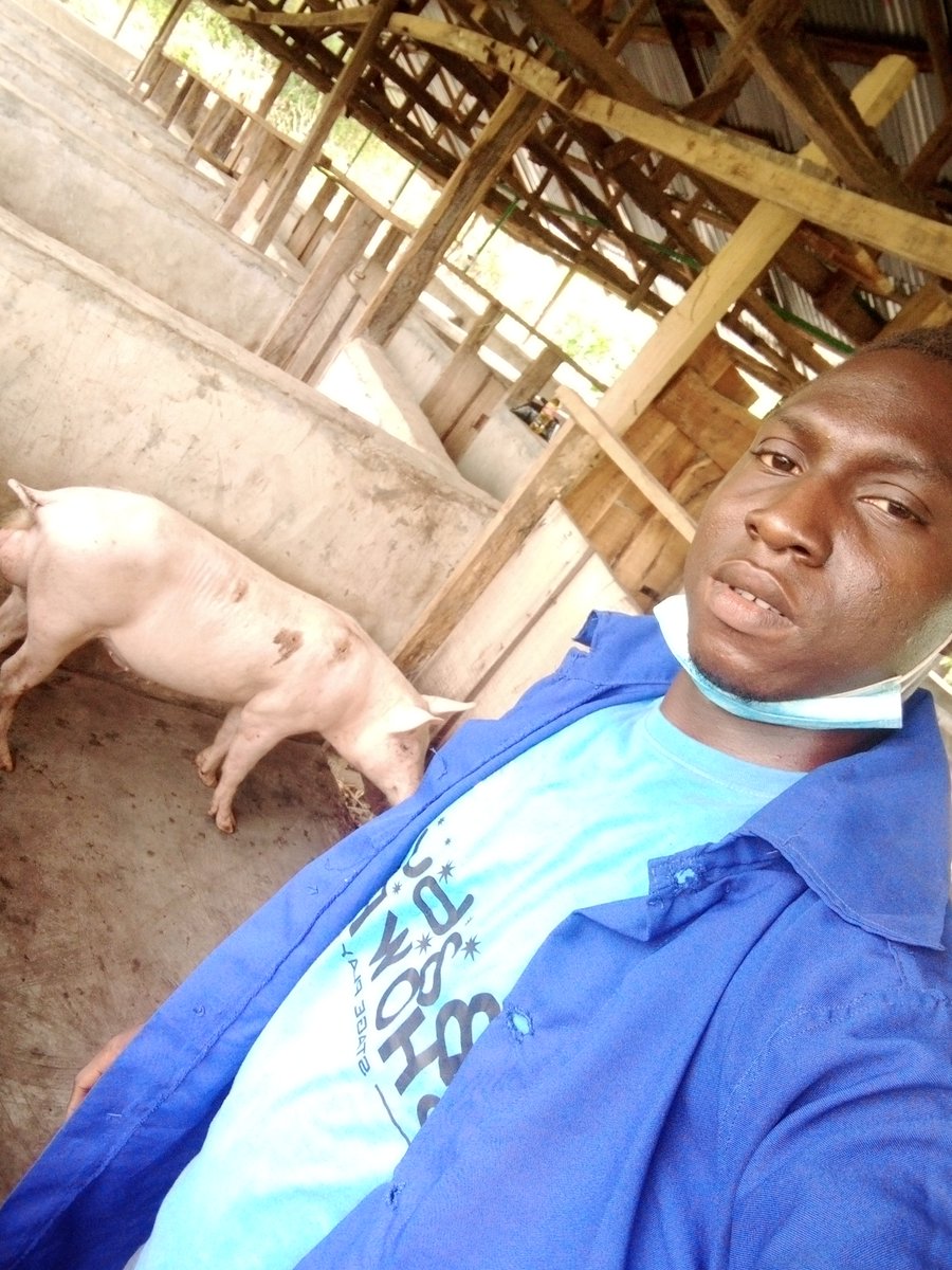 AgromolaC's tweet photo. Good breed gives you good result
It reduces the cost of feeding
Leaser Maintenance
Rapid growth

Many more!
Contact us today @AgromolaC 

We help you get your dream breed.

Call: 08070839399
Or Drop a WhatsApp message https://t.co/NOff6AN58j