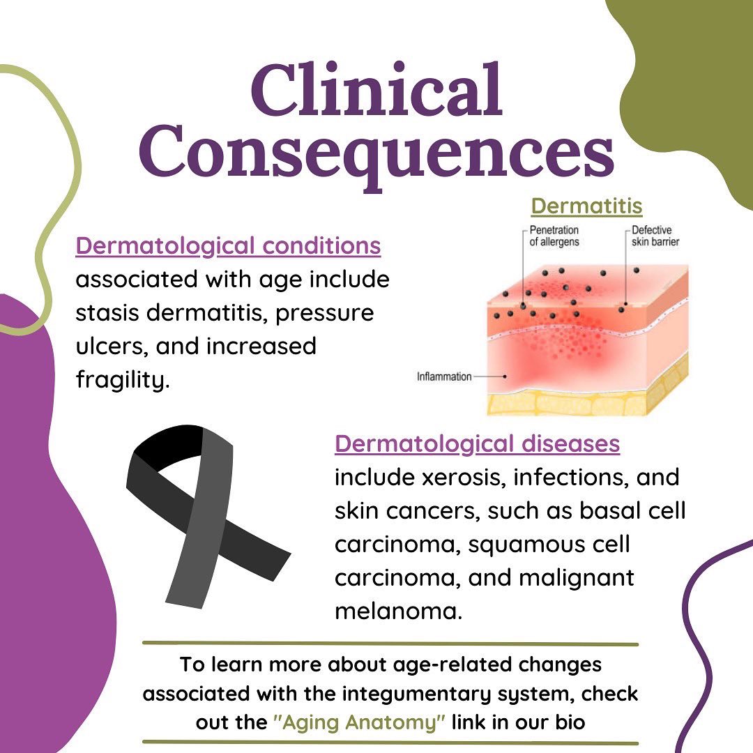 Here is this weeks Aging Anatomy! 

We are exploring the integumentary system and the age-related changes that occur to the skin. 
Swipe to learn more!