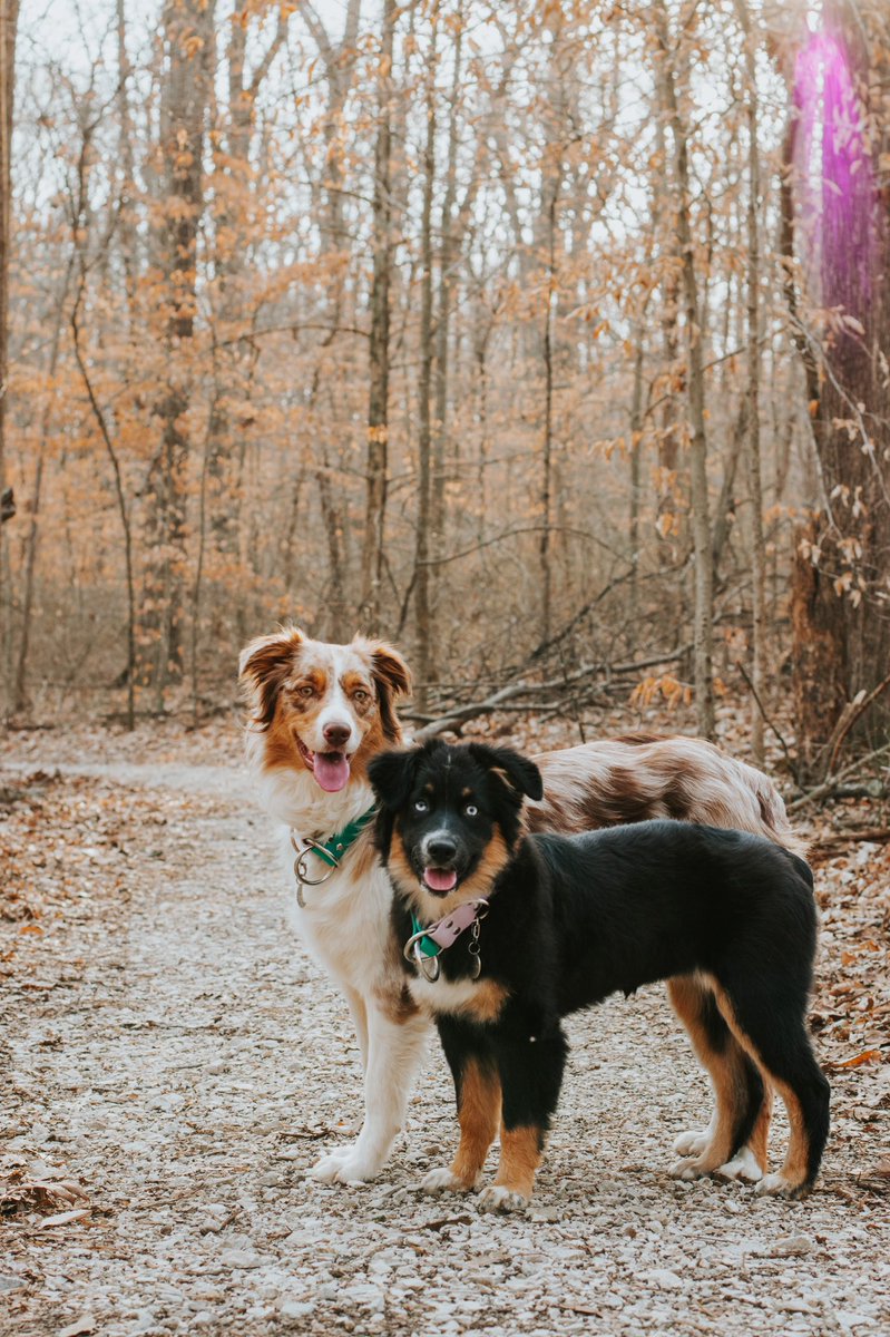 Just posted for the first time in WEEKS on instagram!! Thought I’d share the beautiful photo on here too 😉

#dogsoftwitter #twitterdogcommunity #aussiesoftwitter #australianshepherd #dogphotography