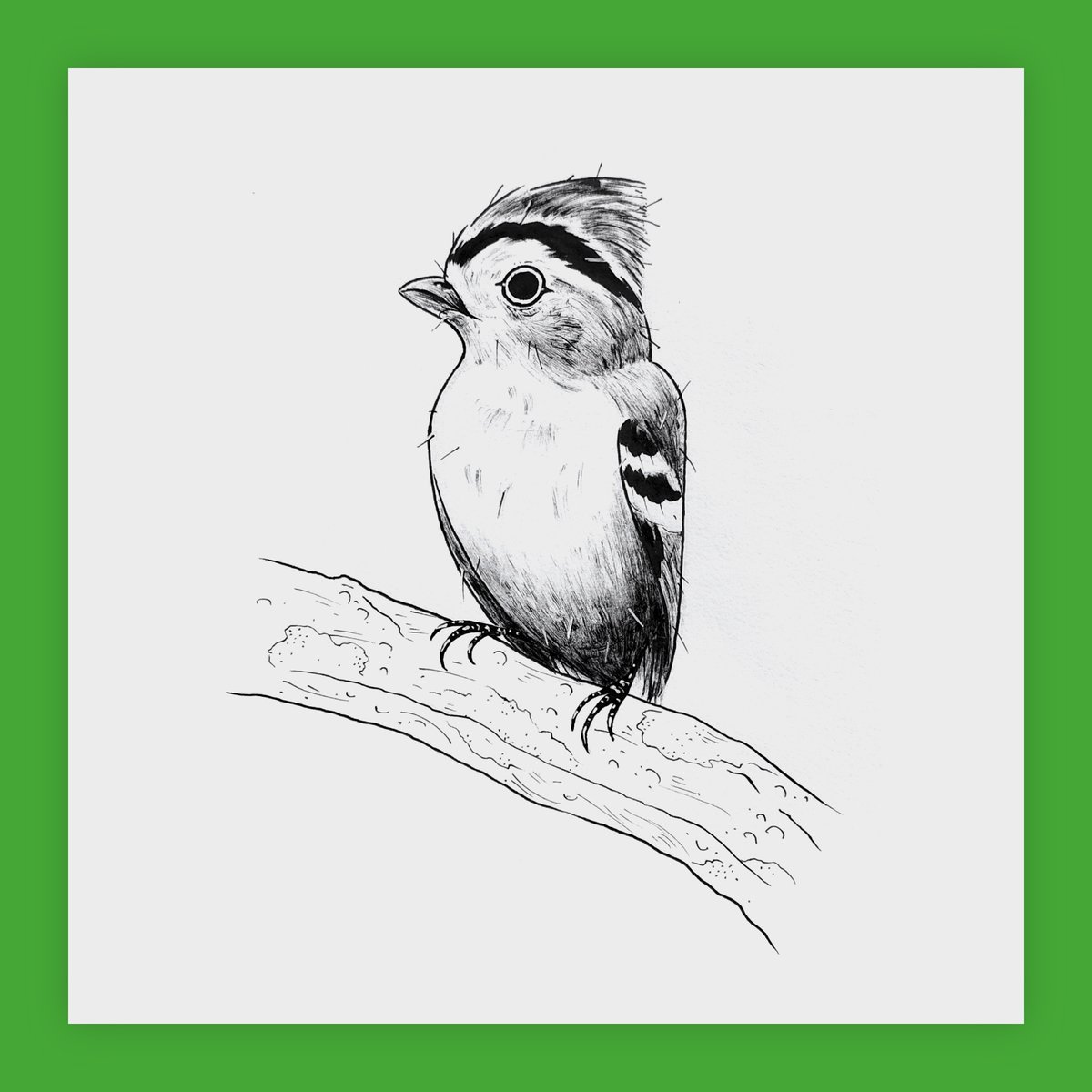 maperns's tweet image. The tietê-de-coroa (kinglet calyptura or Calyptura cristata) was rediscovered in 1996, after 100 years of no sightings. These super tiny songbirds, measuring less than 8cm, are so rare I had to reference illustrations, taxidermy e similar birds: there are no pictures of them.