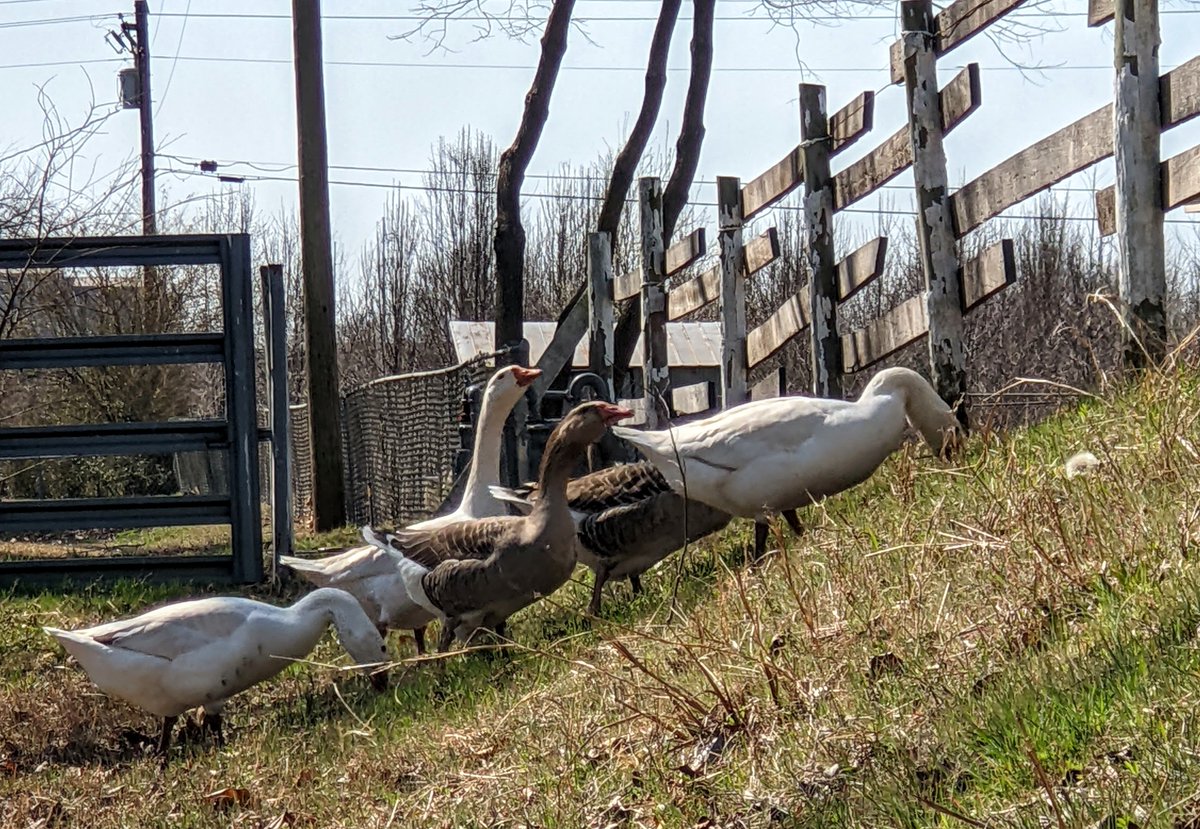 Yesterday they decided the pond could wait, this particular fence line required their attention for serious reasons I've yet to deduce myself. #geeseofinstagram #pilgrimgeese #TiedtHonkers #goosemoment
