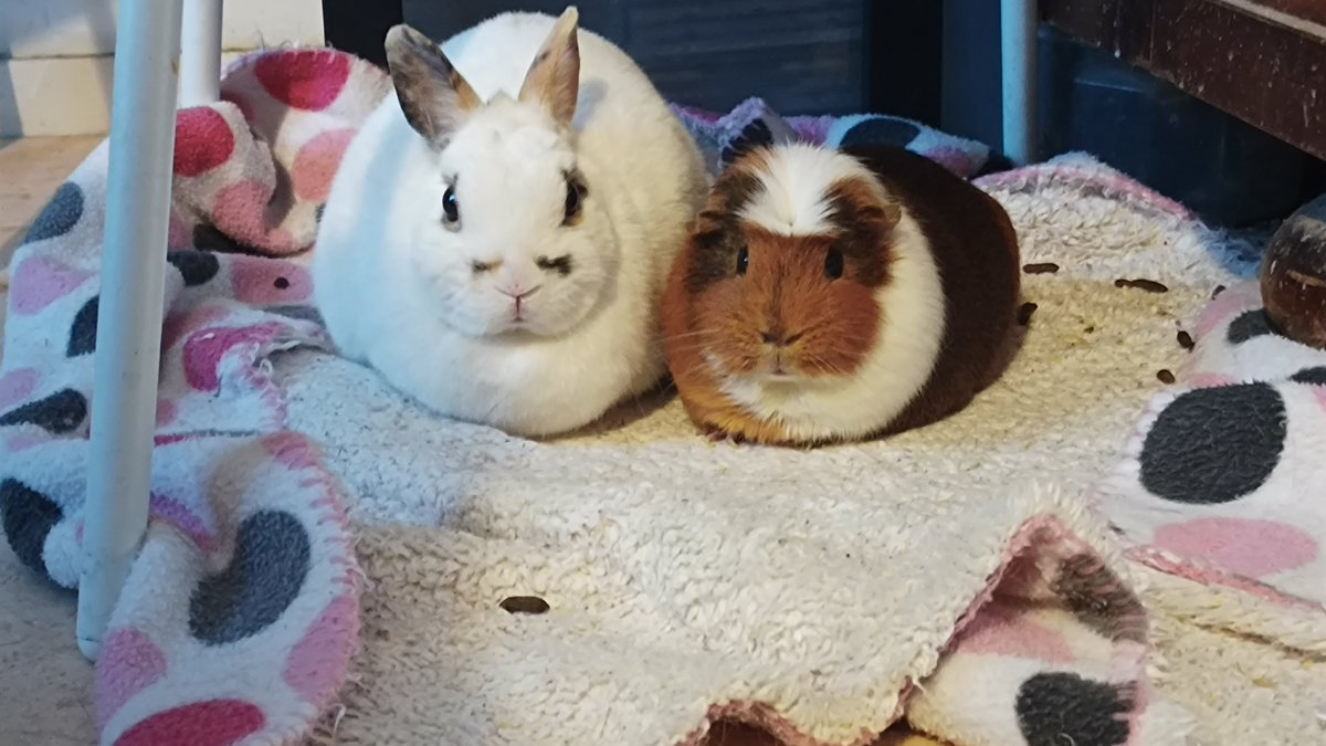 gudrun250867's tweet photo. Ja ja ik weet het ondertussen wel. Je zou een #konijn en #cavia niet samen moeten houden. Ze spreken andere taal etc. 

Nou zie hier #mancha en #monifa die er voor kiezen om altijd samen te zijn. Ze lopen namelijk altijd los. Hebben niet eens een kooi. 

Ze zijn #gelukkig https://t.co/i9f00Nydn8