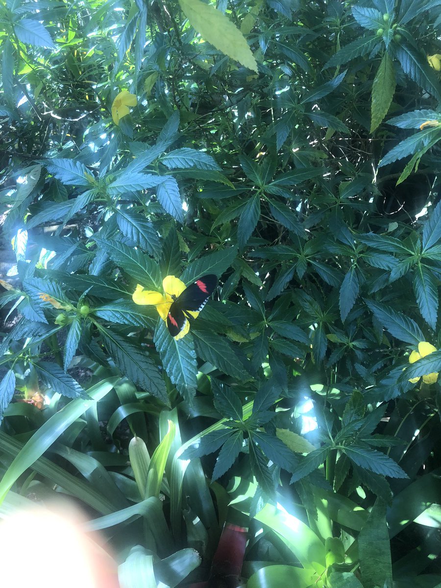 Deidre Smith tweet media