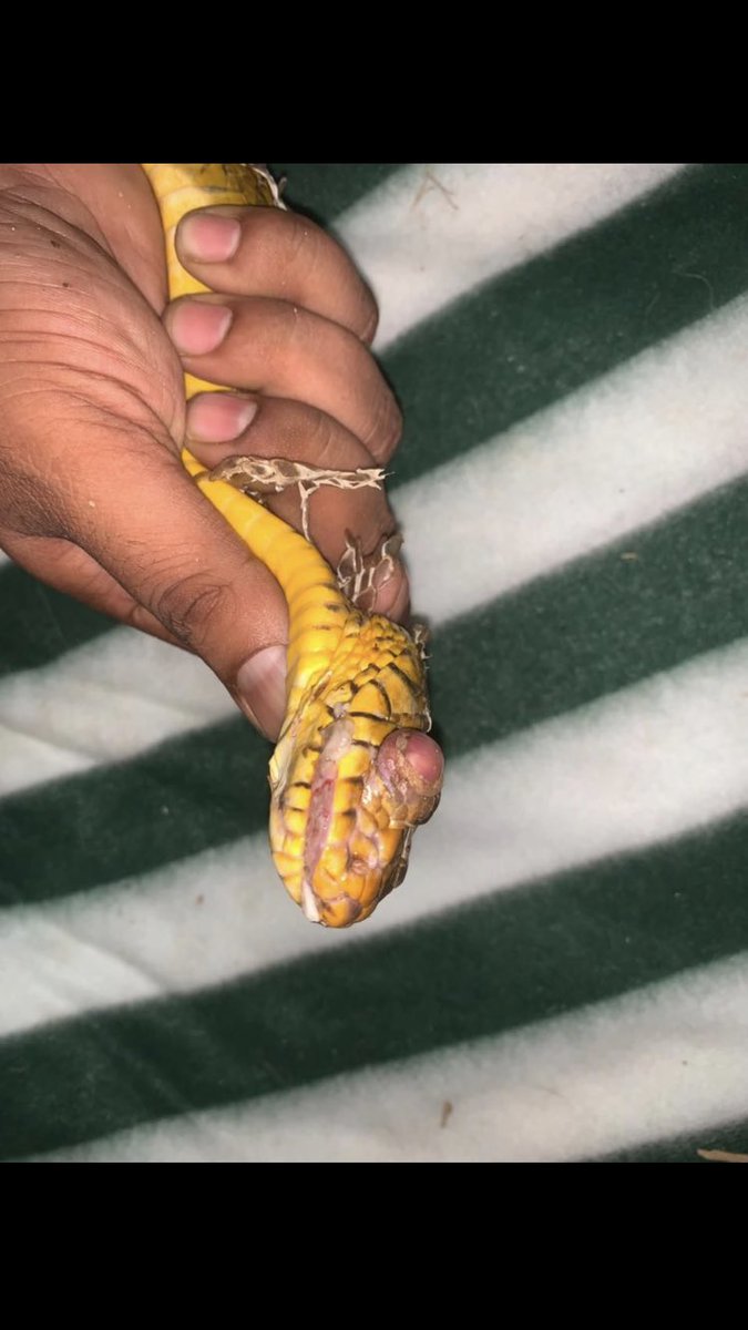 shield_animal's tweet image. This snake has a tumour in its mouth! 

This would be extremely uncomfortable and can prevent him from eating.He is in our care and we will make sure he gets the treatment he needs, however in order to this we need donations

Donate at: animalshield.org
#animalshield