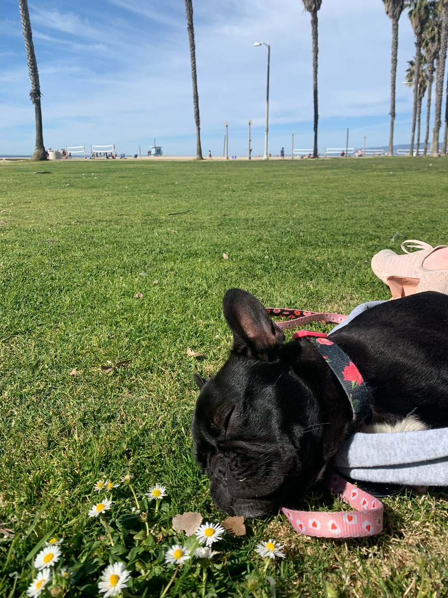This is Sunny Jones. She was surrendered to the shelter at just 6 weeks old. She had a prolapsed rectum that needed immediate medical attention. It’s prolapsed 3 more times since. Surgery is necessary to fix it for good. You can help her get it below ❤️‍🩹

15outof10.org/sunny-jones