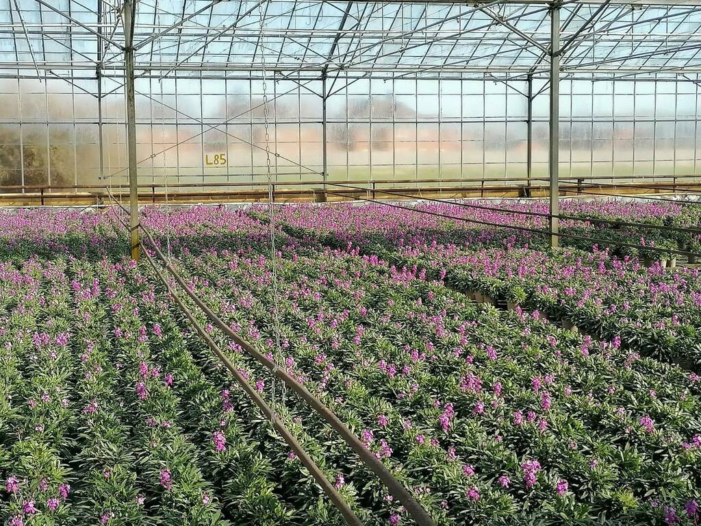 Farplants's tweet photo. Plant of the month. Ersyimum Bowles’s Mauve. What a truly superb early flowering evergreen perennial. Although it can be short lived this is off set by its ability to flower for months. Shortlisted for Chelsea Plant of the Centenary. This photo of the cr… https://t.co/LKBzd23OTO https://t.co/dkHDjWH7Jx