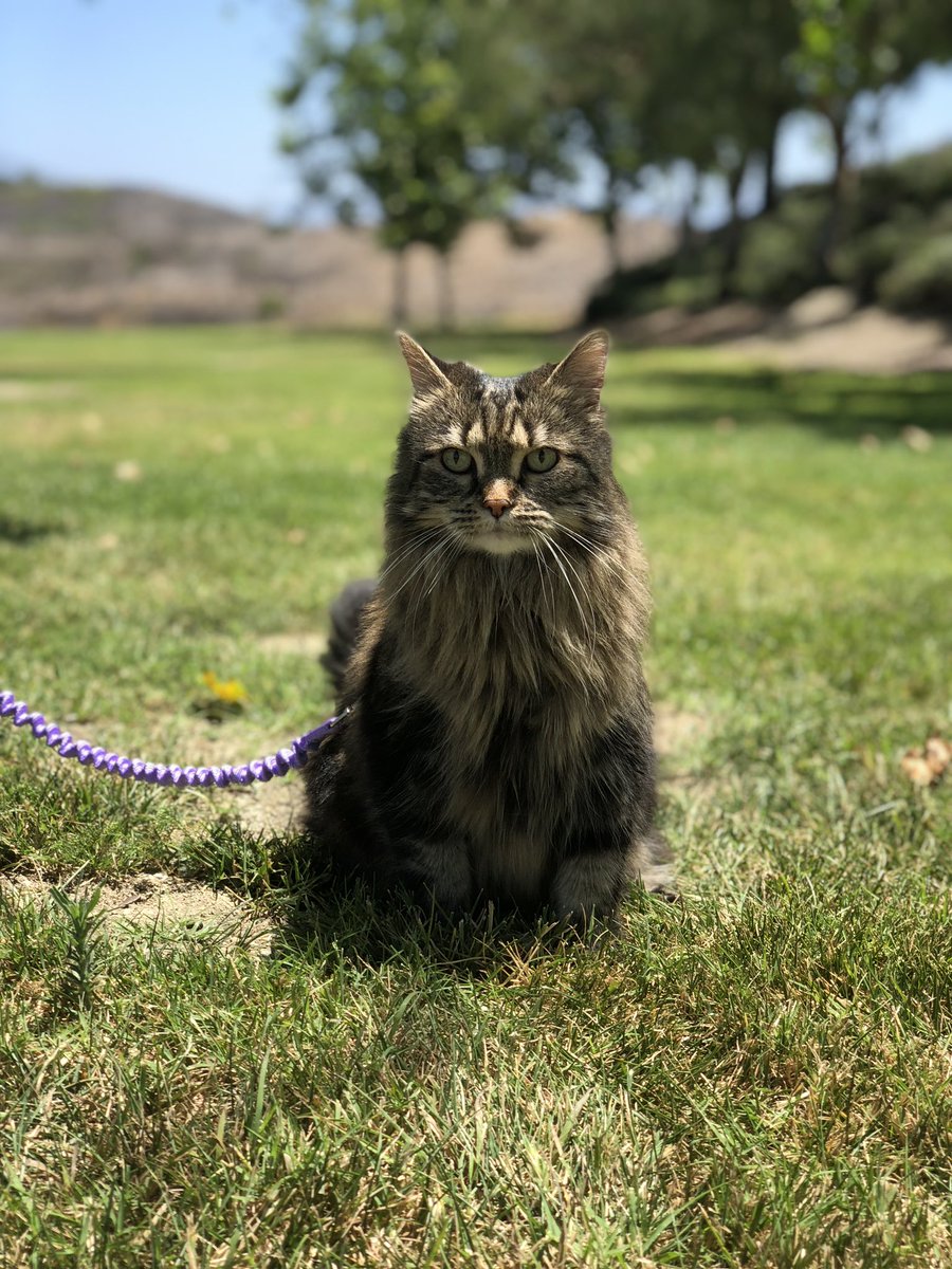 CatsWithJazz's tweet photo. Make sure to vote for Stripie in the contest to become #americasfavoritepet! She’s currently in 2nd place, so cast your free daily cote now using the link below!💜
https://t.co/WarWTnYuoL #voteforme #voteforstripie #vote #americasfavpet #americasfavcat #americasfavoritepet https://t.co/DM7DUqty4K