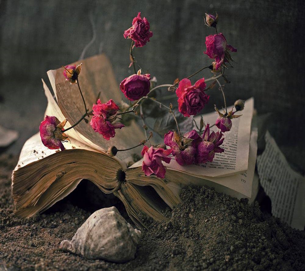 Я найду свое счастье по увядшим цветам. Разбросанные цветы. Засохшие цветы. Книга цветы. Старые книги и цветы.