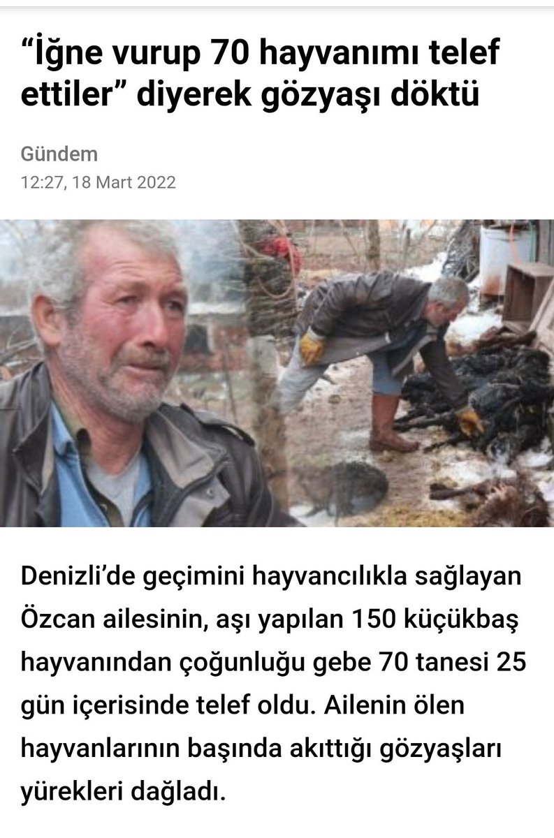 aliosmanonder34's tweet photo. Olay yeni. Denizli'nin bir köyüne İl Tarım Müdürlüğü'nden geliyorlar. Köyde hayvanı olan çobana aşı yapılacağını söylüyorlar. Çoban buna gerek olmadığını söylese de "yan etkisi yok, bakanlık istiyor" deniliyor. 150 keçiye sıvı yapılıyor. Gebe olan 70 keçi ertesi günler de ölüyor. https://t.co/Vdiu5y9VX5