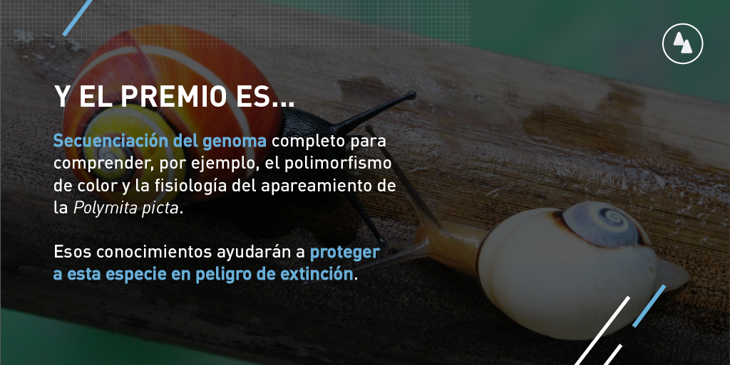 ObservaCiencia's tweet photo. ¡#PolymitaPicta es el "Molusco del Año"! ¡Enhorabuena!
Esa bellísima especie cubana ganó la competencia auspiciada por la Sociedad de Investigación de la Naturaleza Senckenberg, el @LOEWE_TBG y Unitas Malacologica (sociedad internacional de malacólogos).
¡Compartimos detalles! https://t.co/OXXClWN0Vv