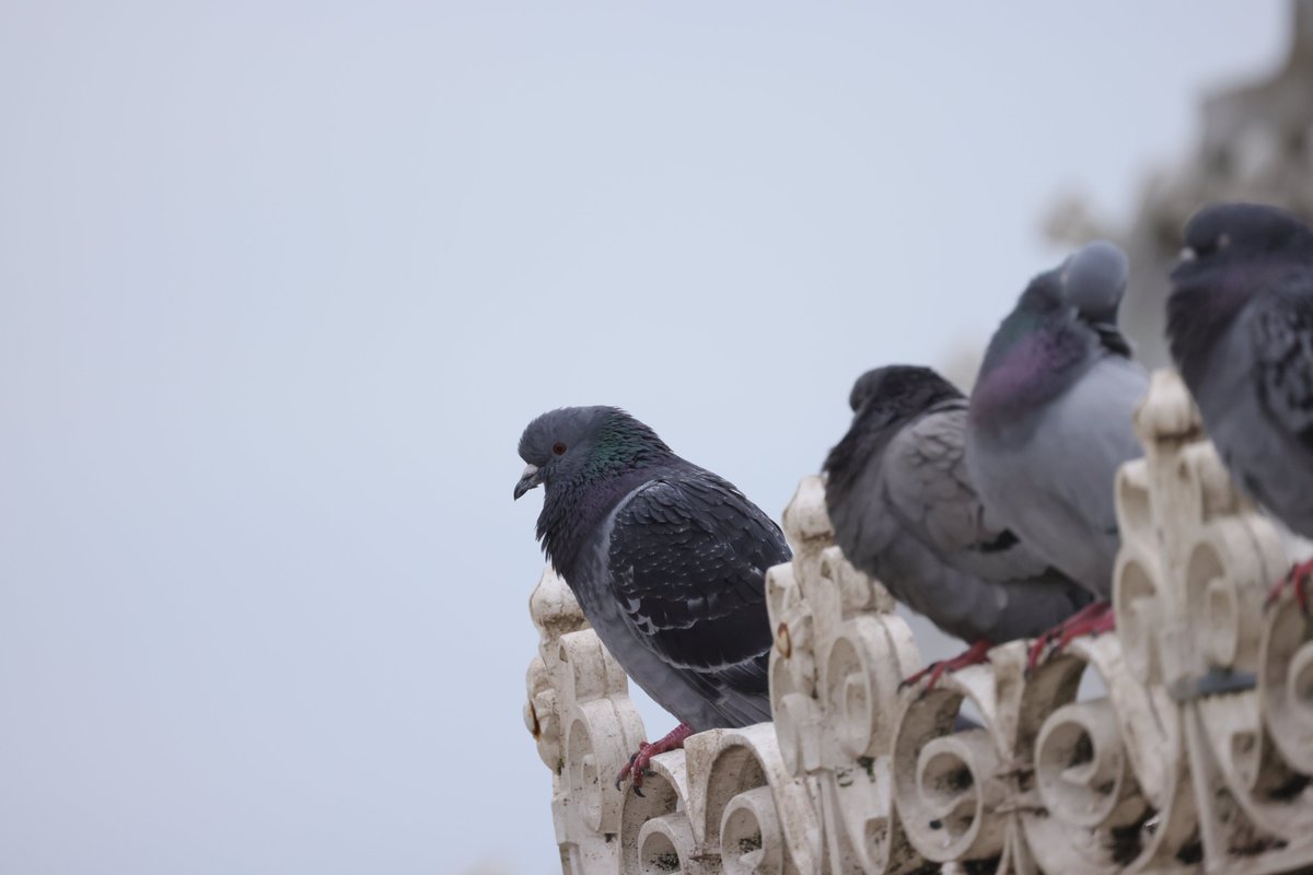 RKKwiatek's tweet photo. Brighton,UK #pigeon #brightonanimals #BirdsPhotography  #animals https://t.co/A3eW1Bm0Gb