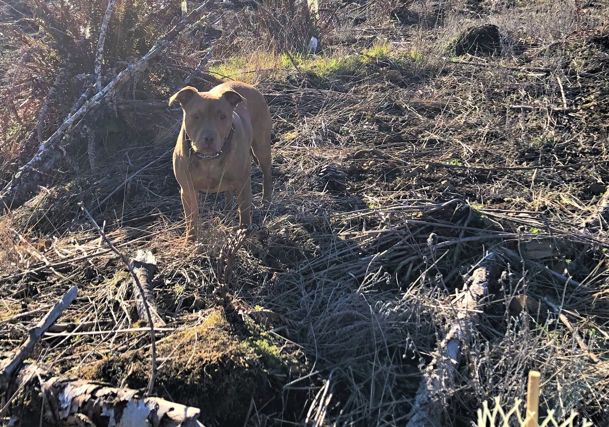 Ruby is in Alsea surrounded by hundreds of recently planted seedlings snug in their in protective tubes.

#sustainability #logging #Forestry #forestdog #corvallisoregon #fourleggedfriend