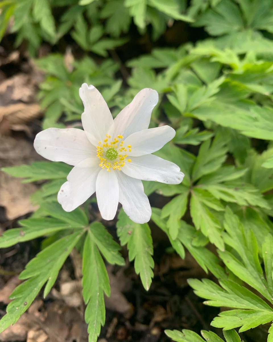 jsmithwalks's tweet photo. For me wood anemones herald spring, delighted to find a stunning display in Queens Wood #haringey London today. #wildflowerhour Excited about exploring Kent woods tomorrow in search of more. @WildLondon @haringeycouncil https://t.co/Wlki1yHNR1