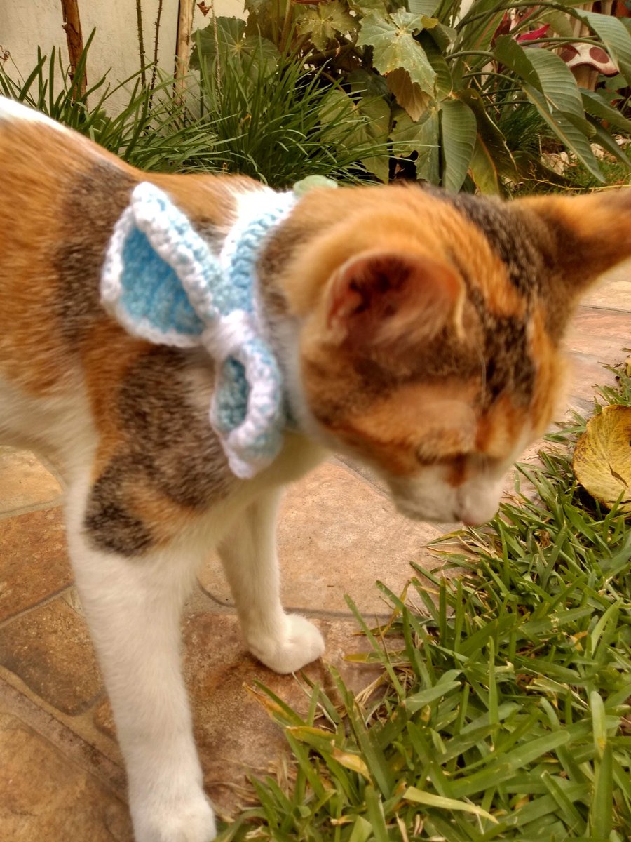 stupid_winner's tweet photo. Siempre te voy a amar gatita que nos veía enojaa
Gracias por haberme salvado sin siquiera intentarlo, Rosalía bebé. https://t.co/VPKTEkiR3v