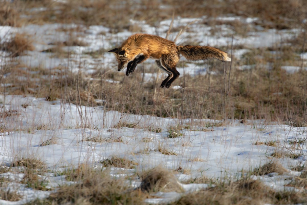 oak_spring's tweet photo. Who else is ready to "spring" into the weekend? Happy Friday! 🦊
📸 Josh Rector https://t.co/8kl8ohmAqe