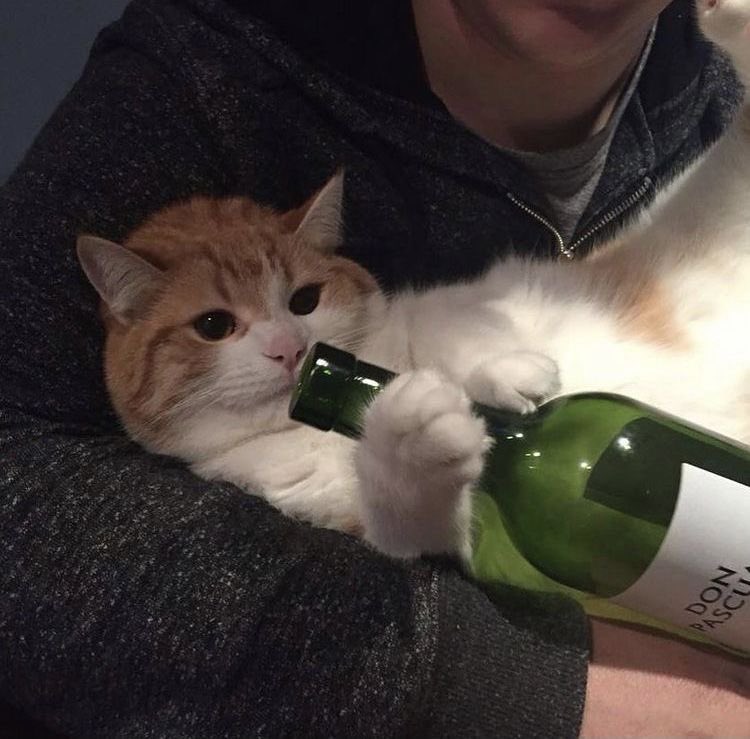 Cat Dealer (@catpicsdealer) on Twitter photo 