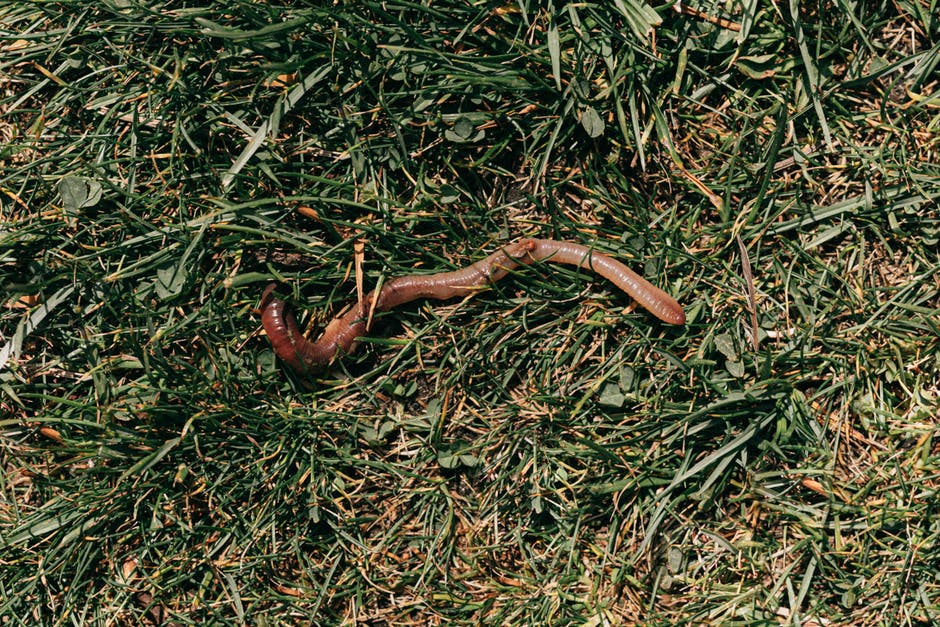 Canada's newest invasive specie... a jumping earth worm! cbc.ca/news/canada/lo…