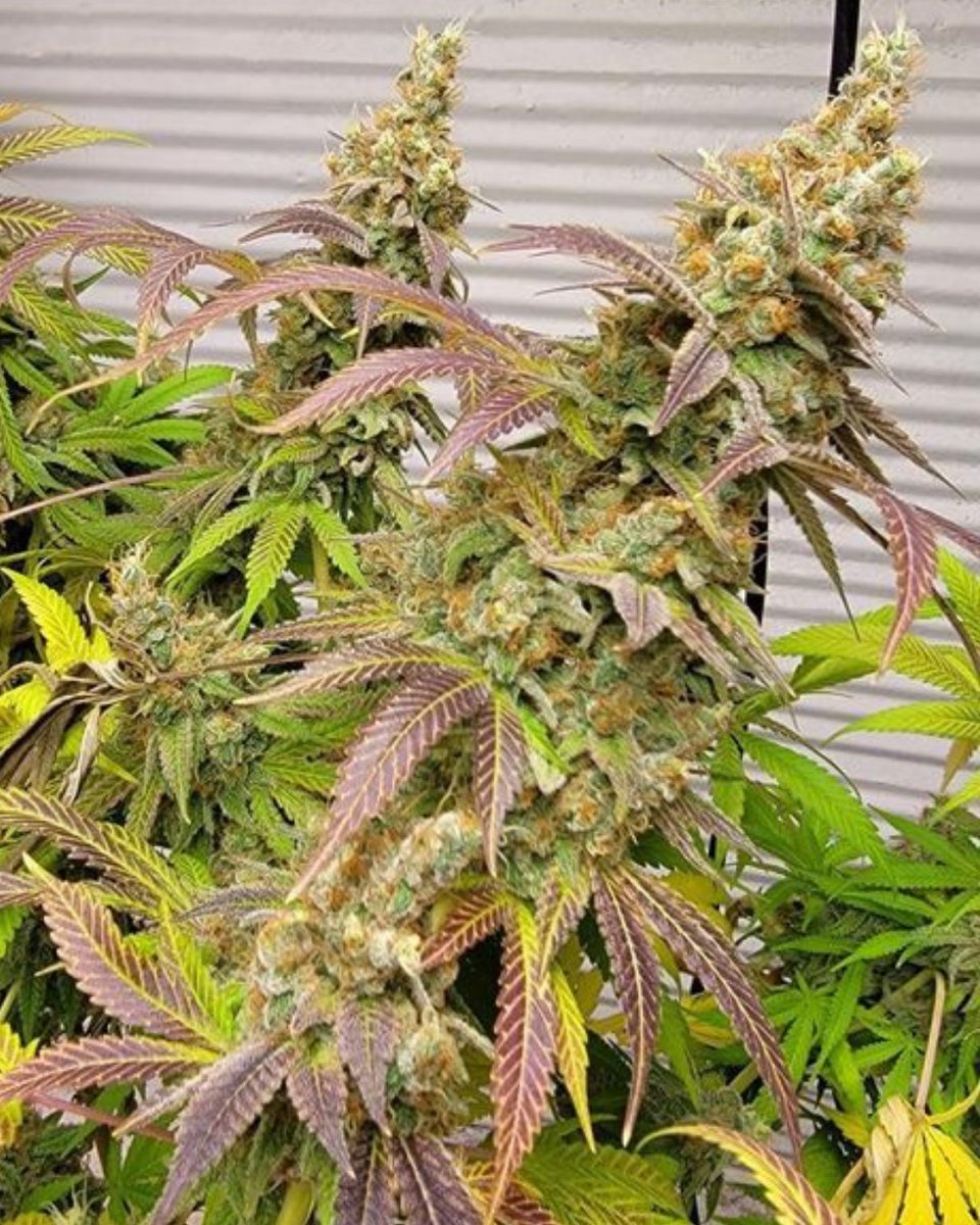 M_Seeds_nl's tweet photo. Sip on this... Mimosa 🍾🍊

A deliciously sweet cross of Purple Punch x Clementine produces large perfectly potent buds.

📷@bunker_wheeds

#ledgrown #msnl #mimosa #fruitypheno #indoorgrow #ledgrown https://t.co/XgNFQAuYCA
