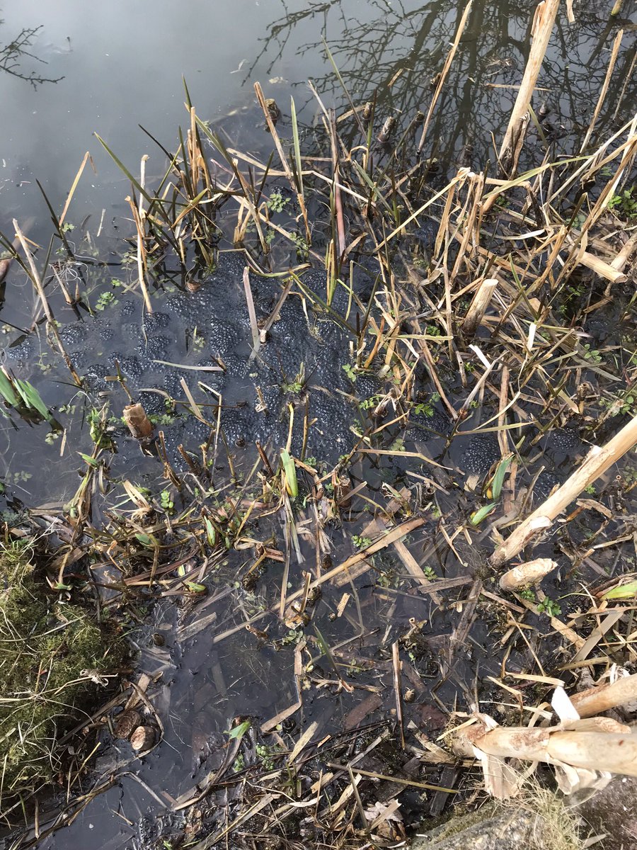 Ook dit jaar weer volop kikkerdril