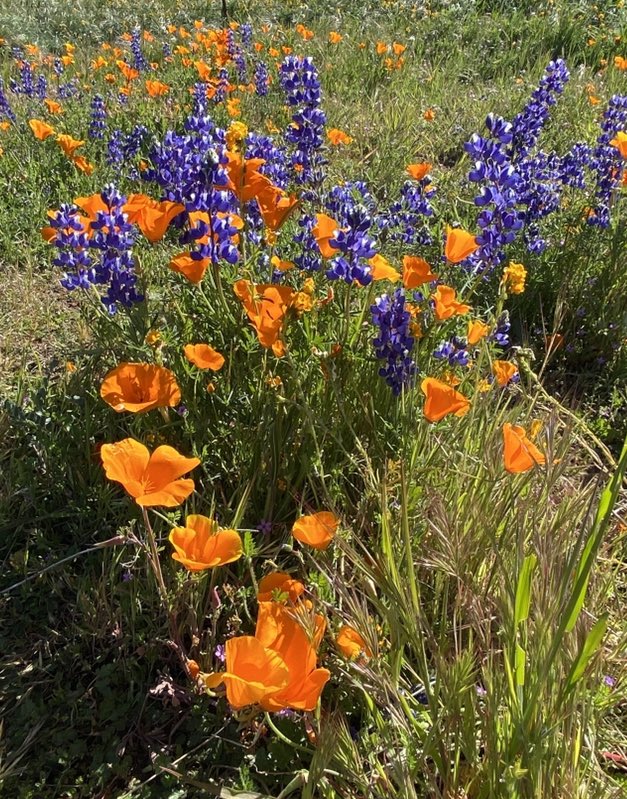 Some CaliforniaPoppies and Lupin for #FlowersOnFriday 🧡💜