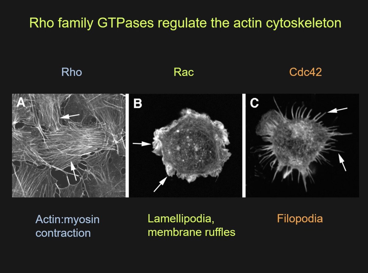 Fantastic in person <a href="/CRIB_UWE/">The Centre for Research in Biosciences</a> seminar from Prof Anne Ridley <a href="/CMMBristol/">School of Cellular & Molecular Medicine</a> to end the week! Lovely to host you and thanks for a very inspiring talk!