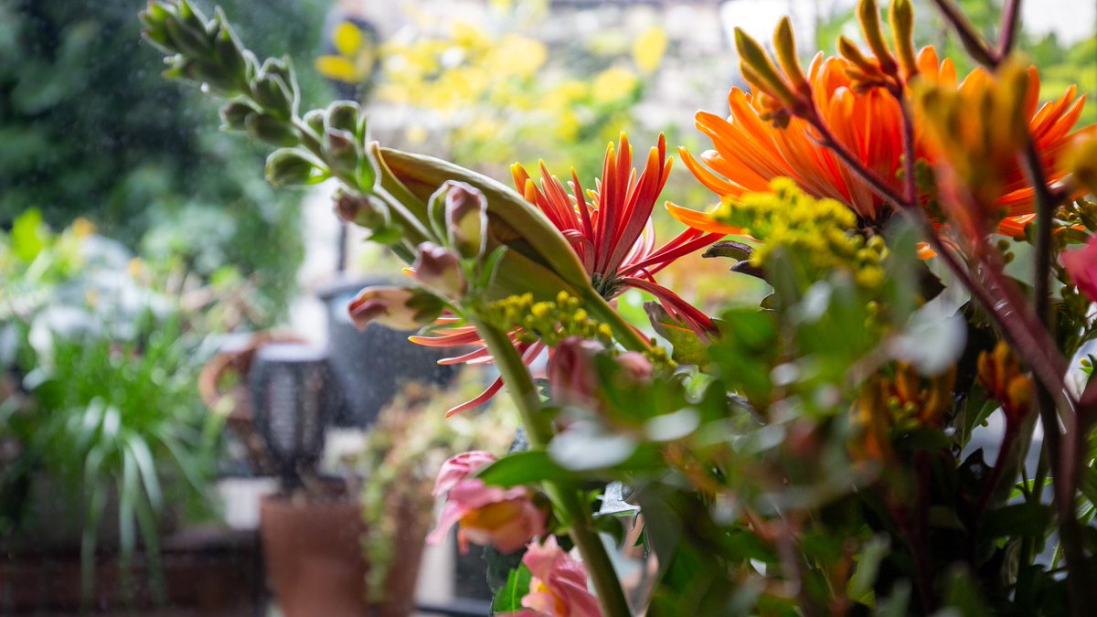 Alain_VanGaal's tweet photo. Ready for some spring in the house! https://t.co/8OLL9awGpP